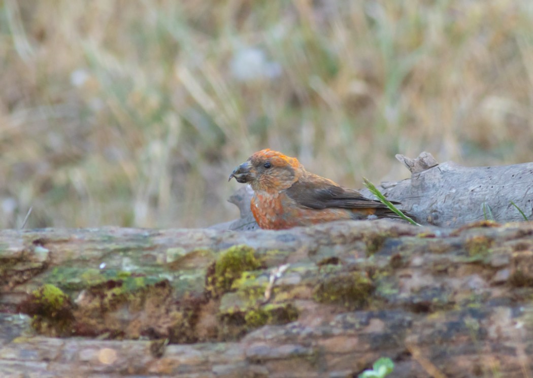 Çaprazgaga