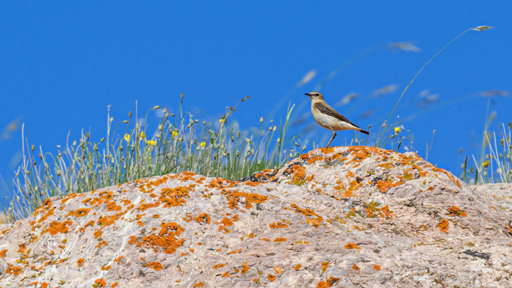 Kuyrukkakan