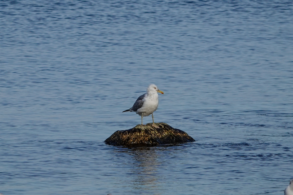 Caspian Gull