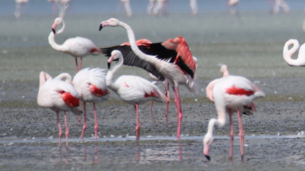 Flamingo