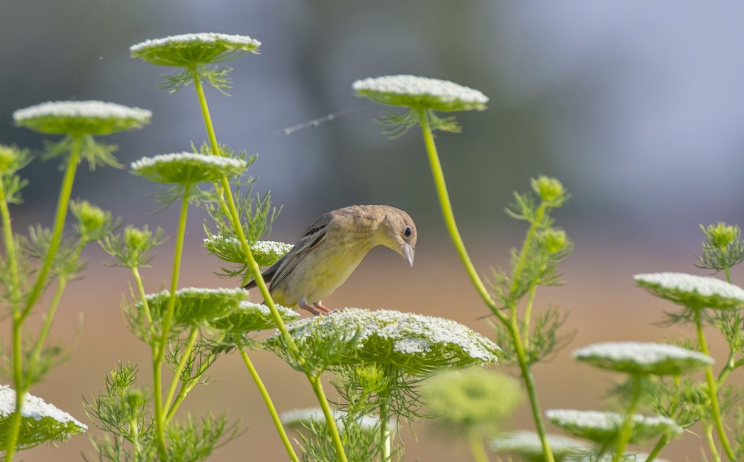 Black-headed Bunting