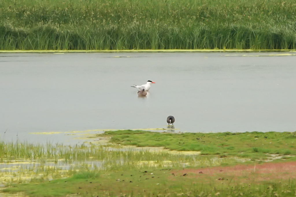 Caspian Tern