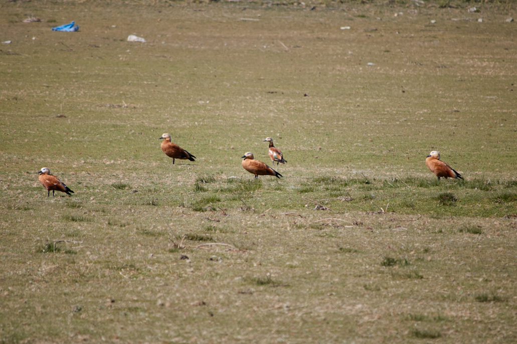 Angıt