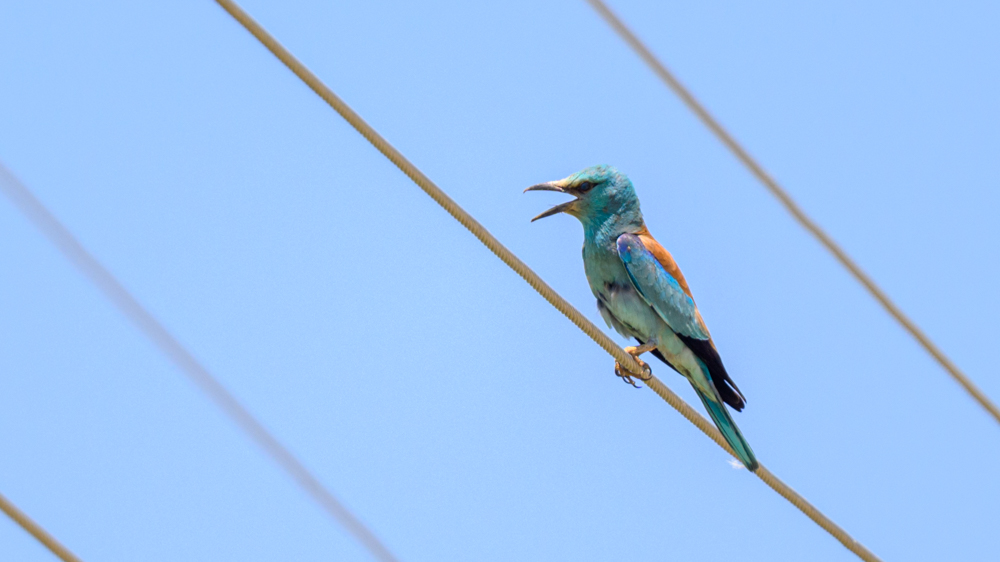 European Roller