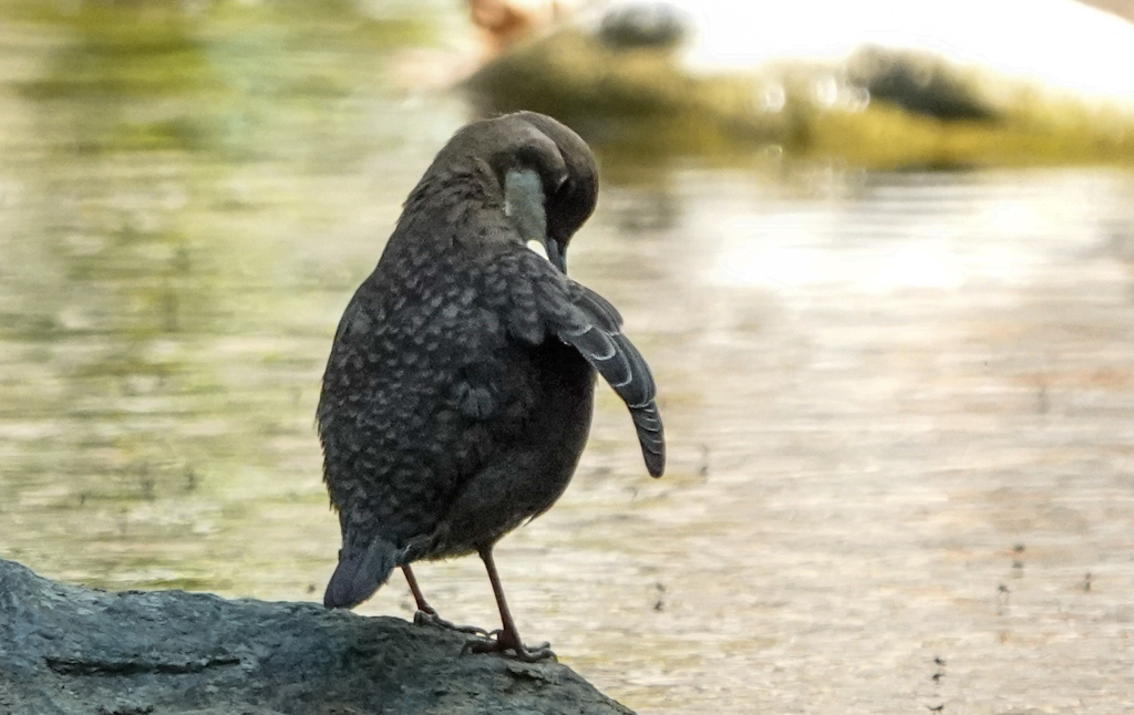 White-throated Dipper