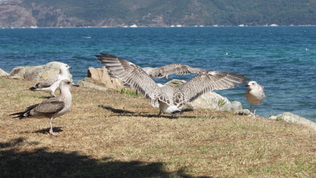 Korsanmartı