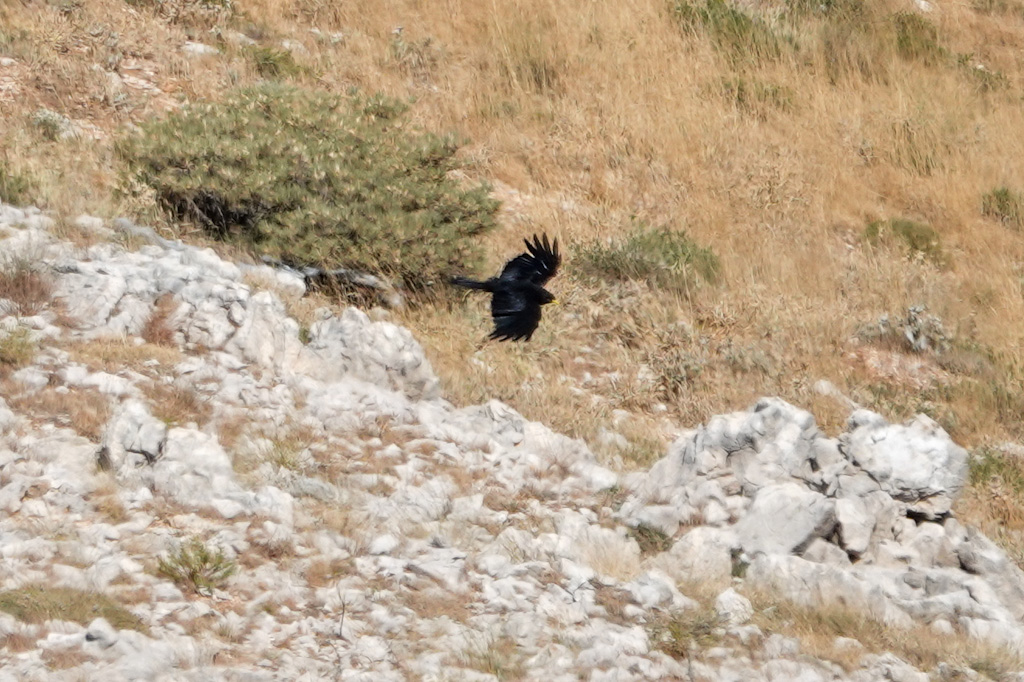 Alpine Chough