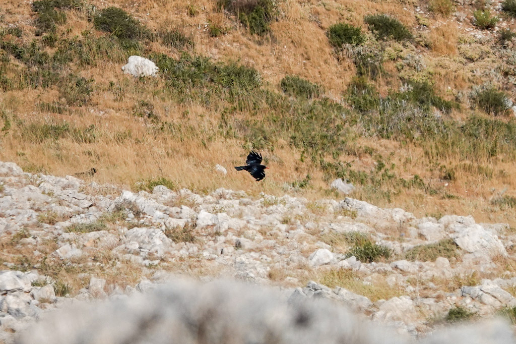 Red-billed Chough