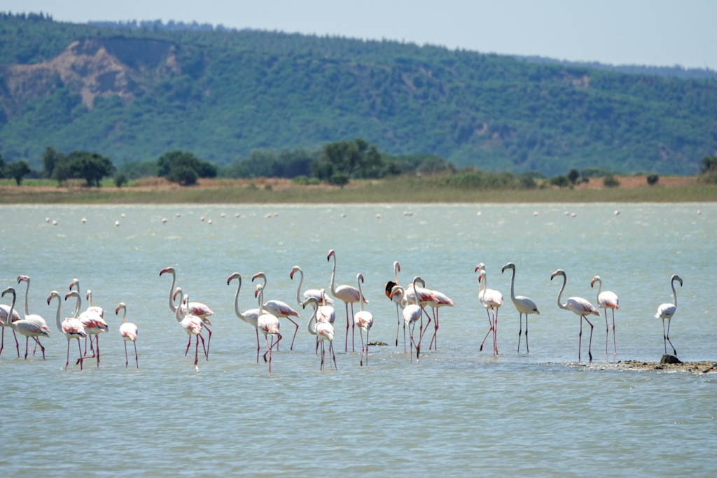 Flamingo