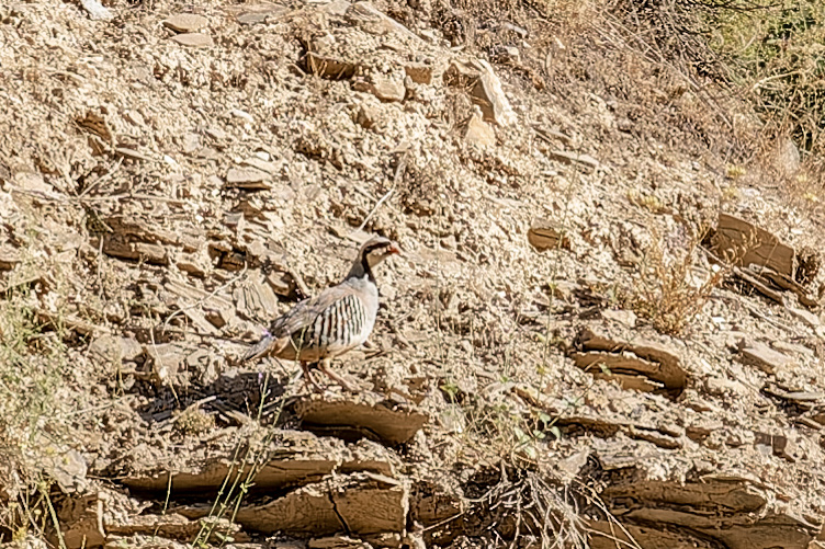 Kınalı Keklik