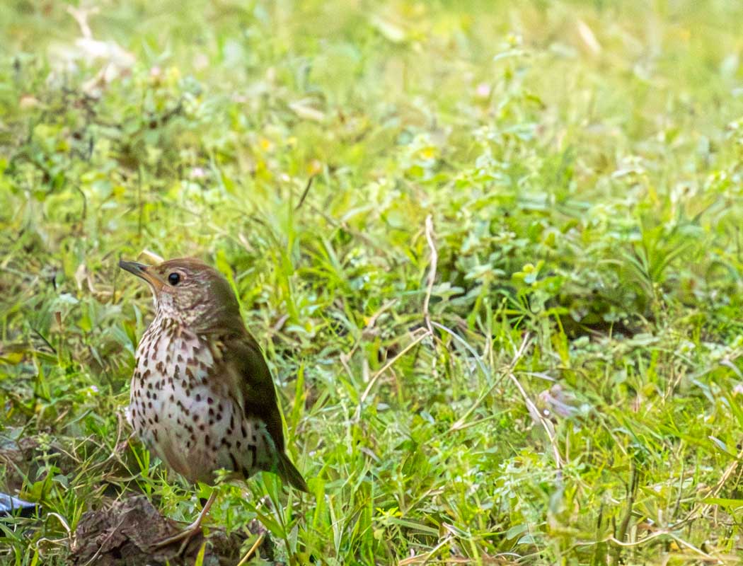 Öter Ardıç