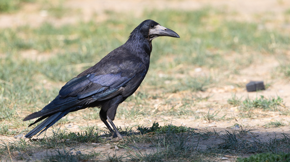 Rook