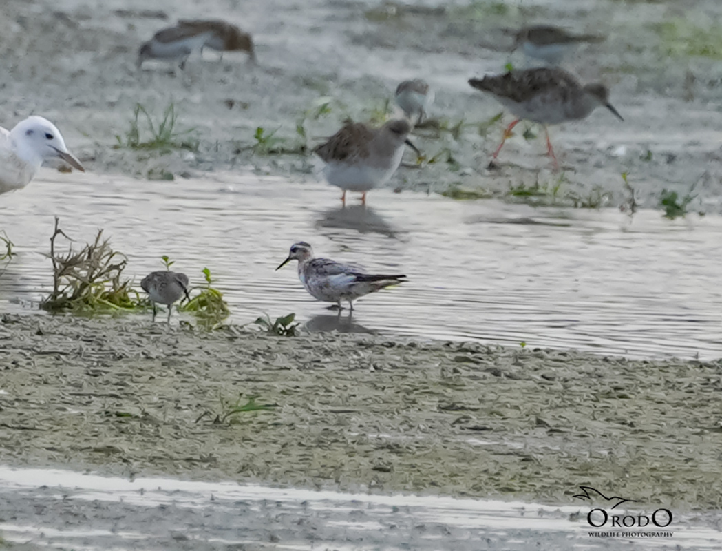 Red Phalarope