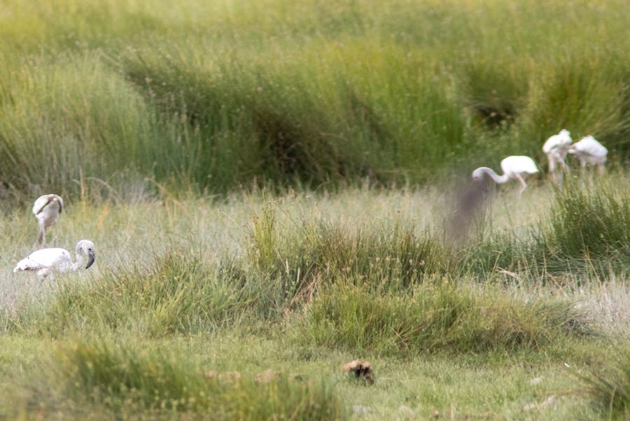 Lesser Flamingo
