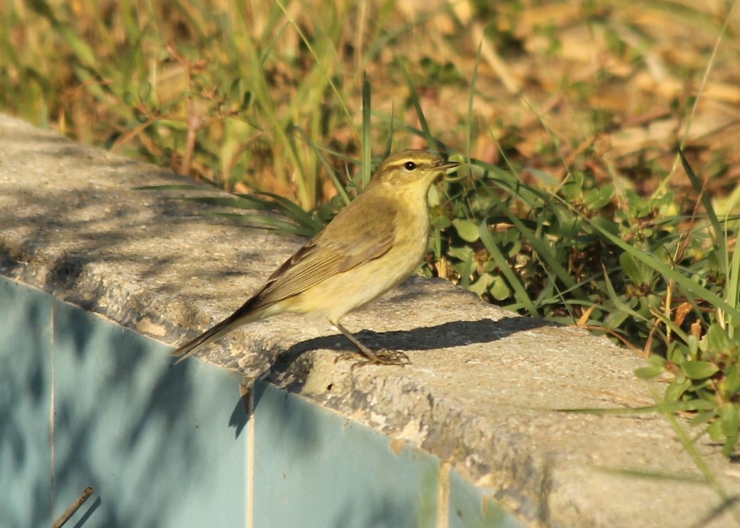 Söğütbülbülü