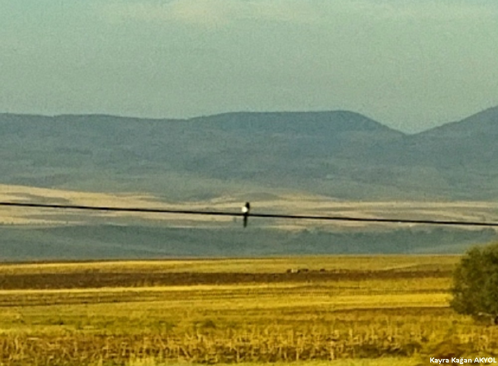 Saksağan