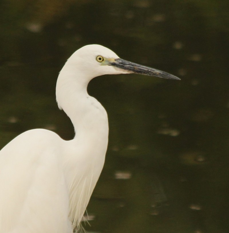 Little Egret