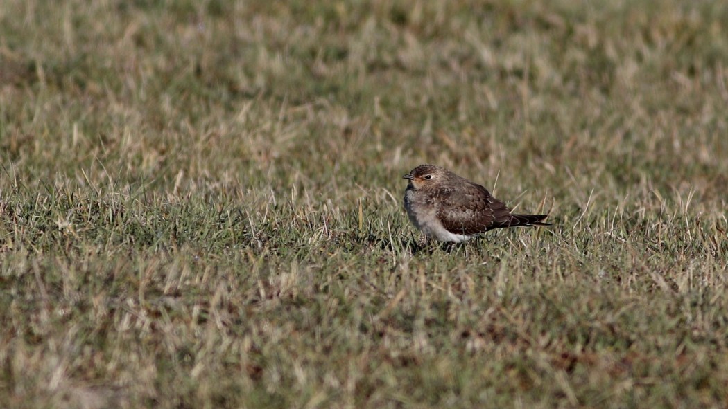 Black-winged Pratincole