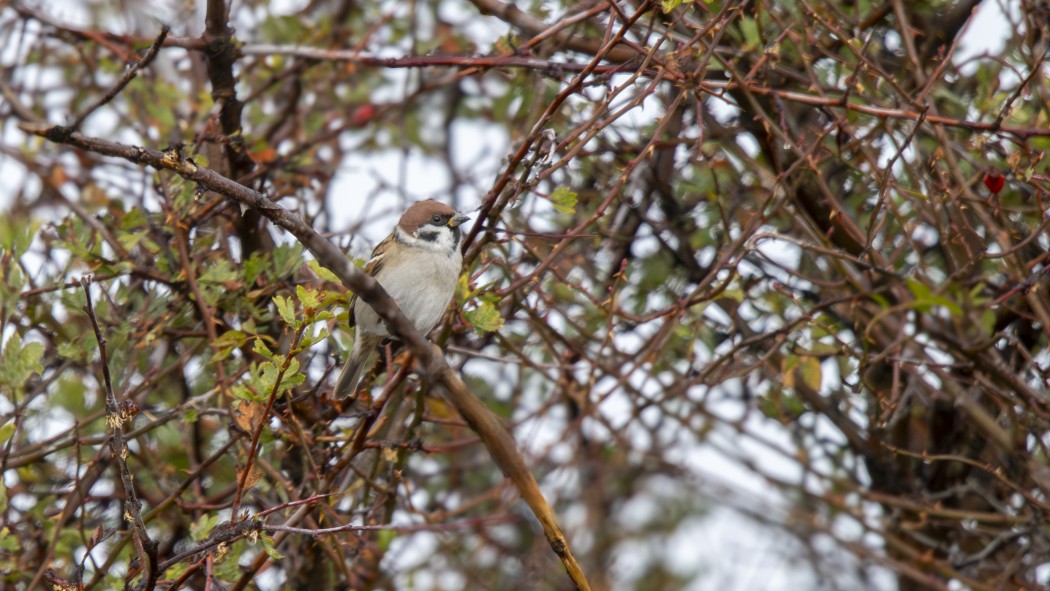 Eurasian Tree Sparrow