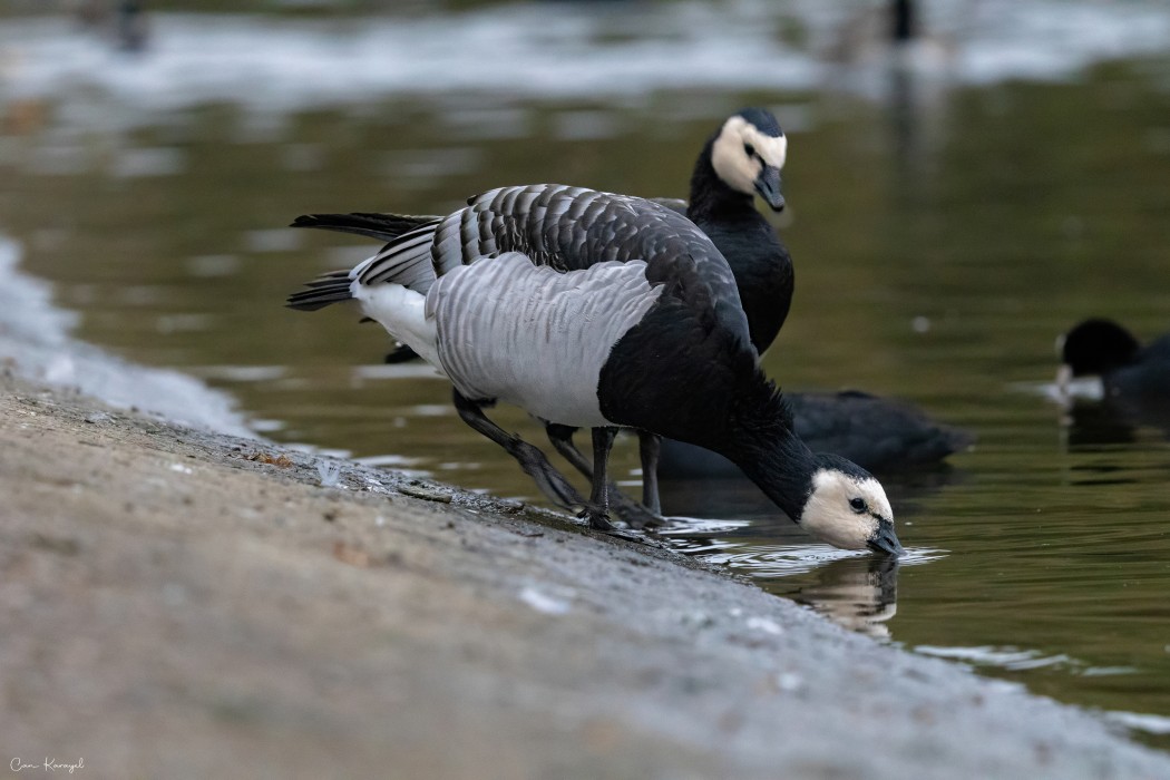 Barnacle Goose