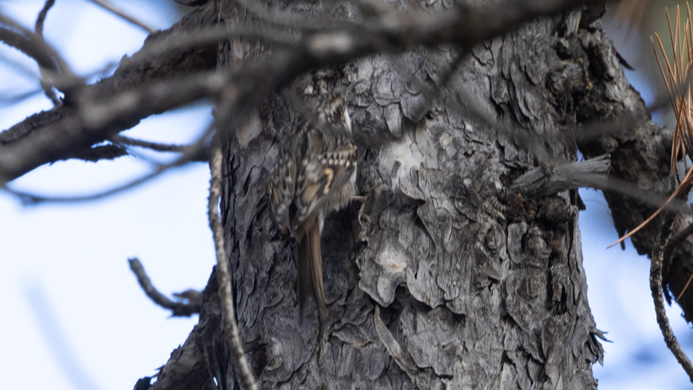 Short-toed Treecreeper