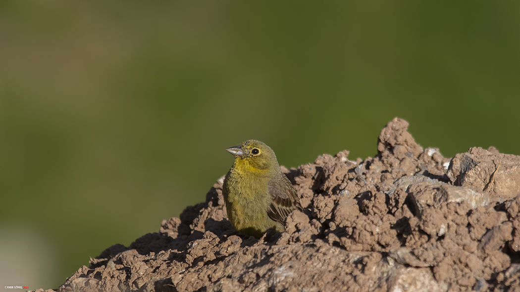 Cinereous Bunting