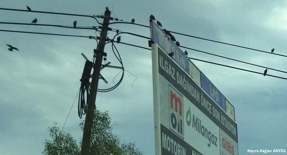 Sığırcık