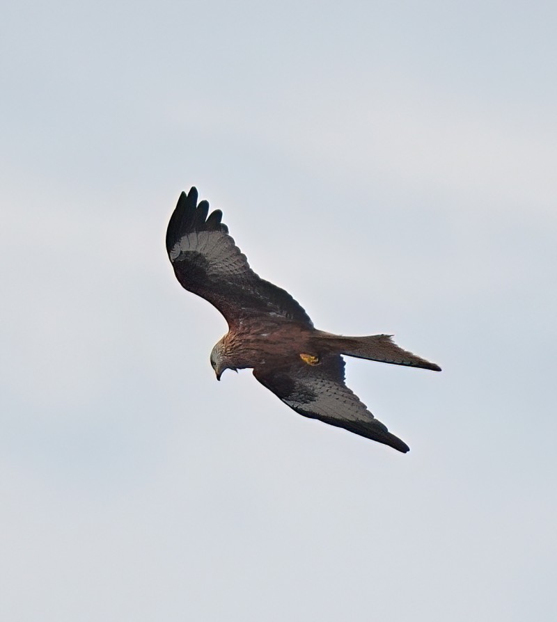 Red Kite