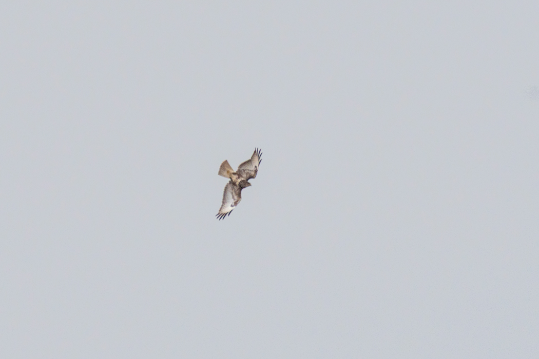 Common Buzzard