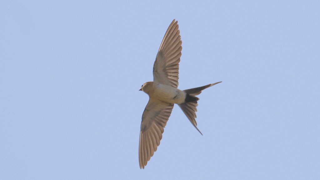 European Red-rumped Swallow