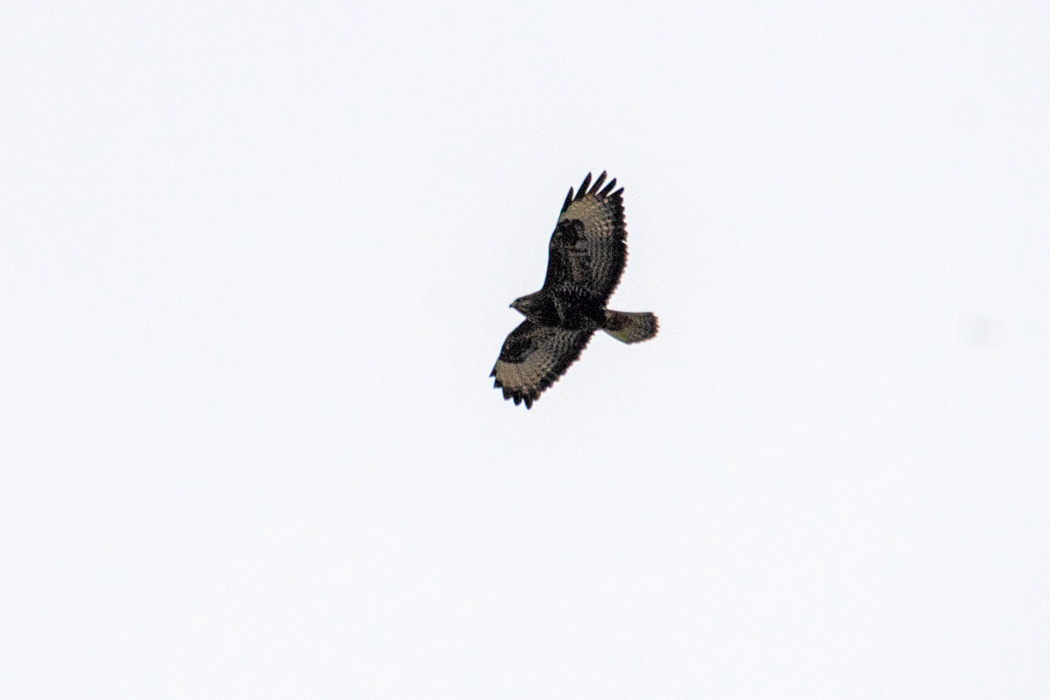 Common Buzzard