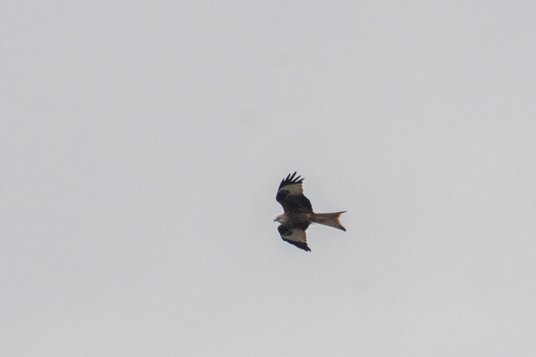 Red Kite