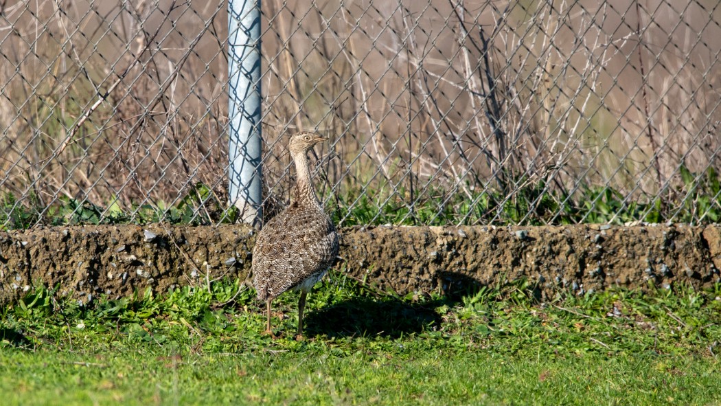 Mezgeldek