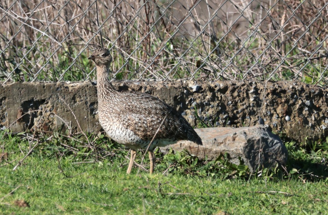Mezgeldek