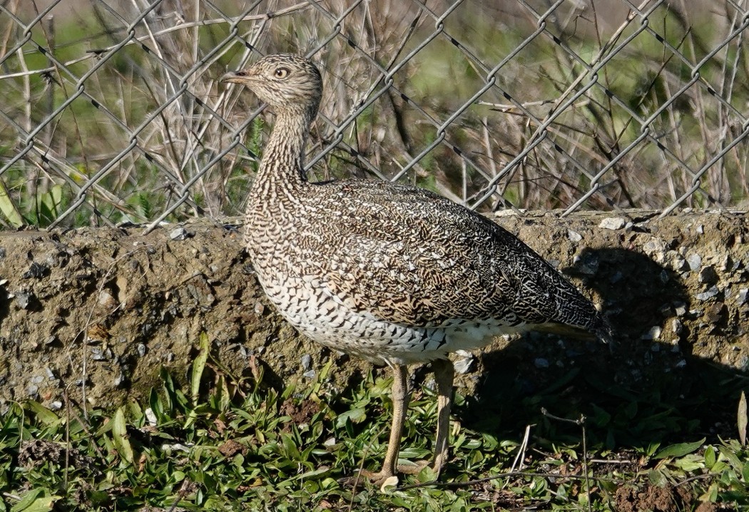 Mezgeldek