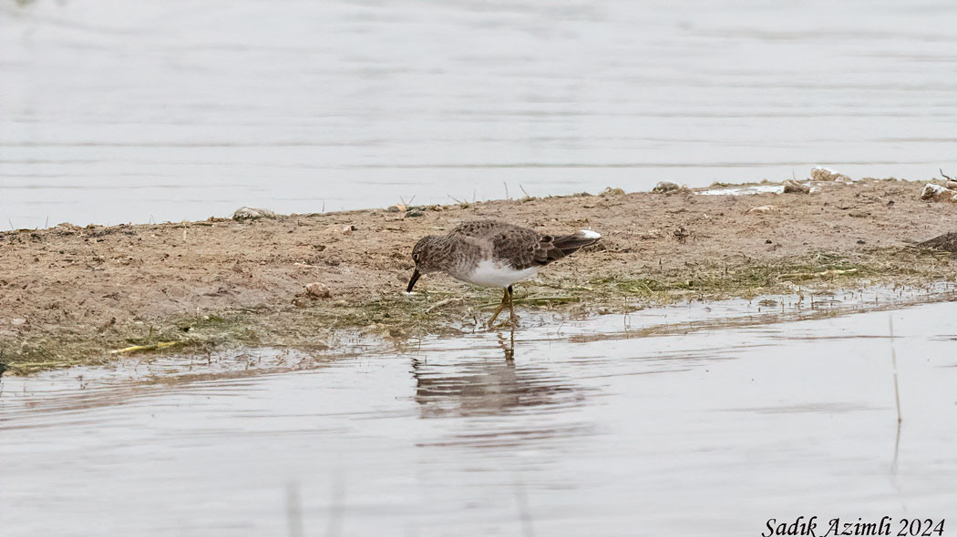 Temminck`s Stint