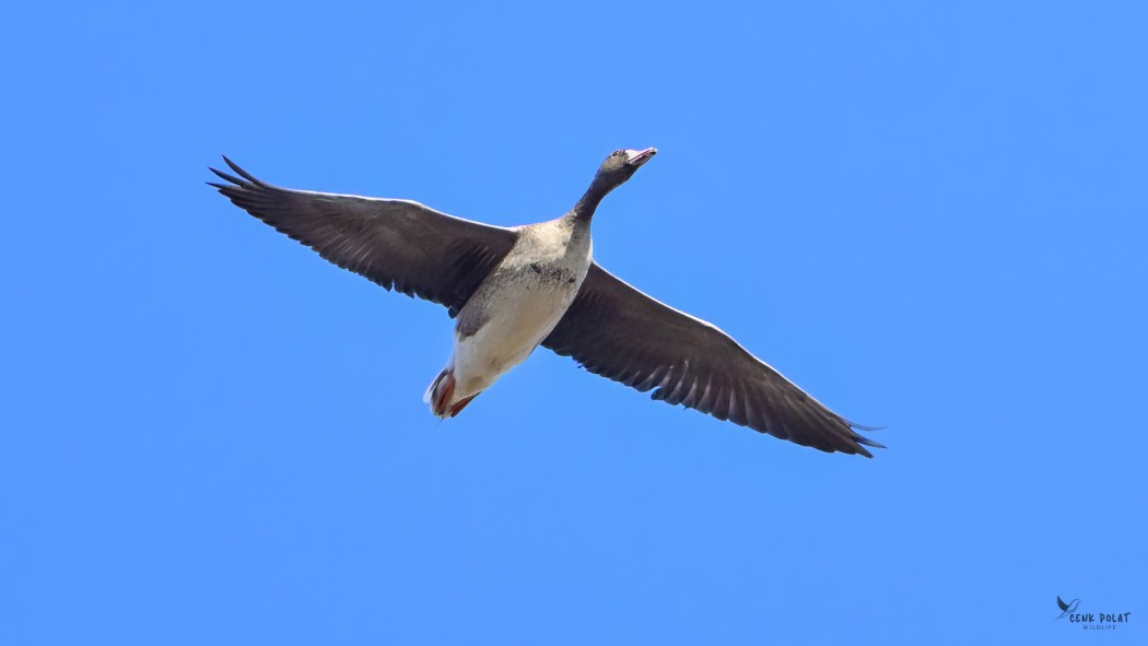 Sakarca