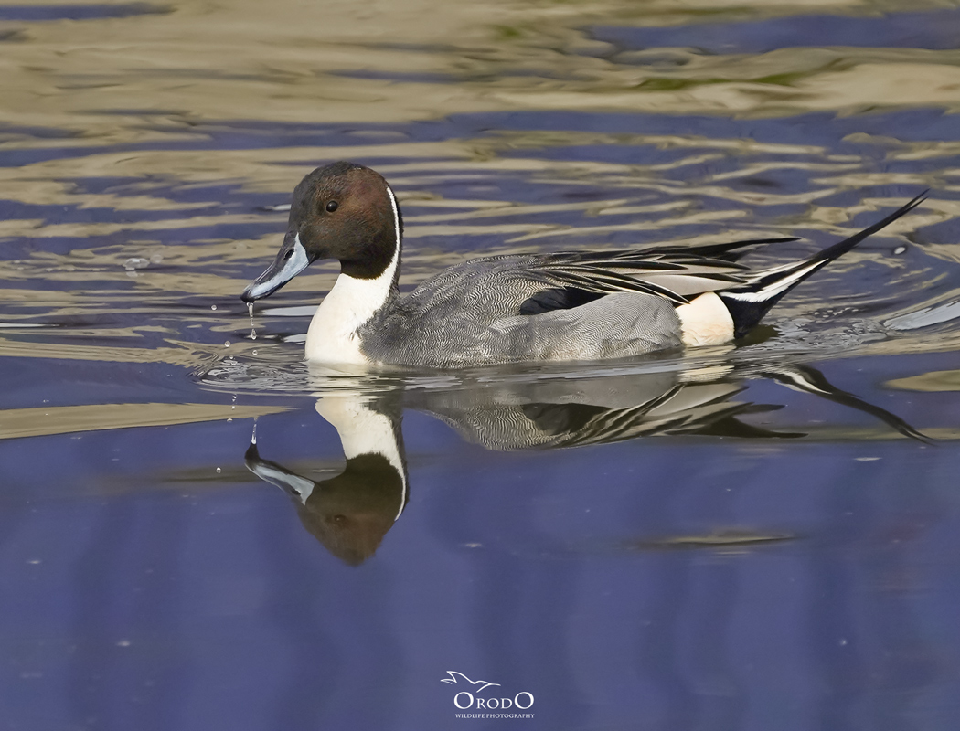 Kılkuyruk