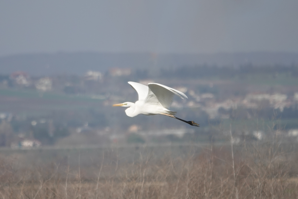 Great Egret