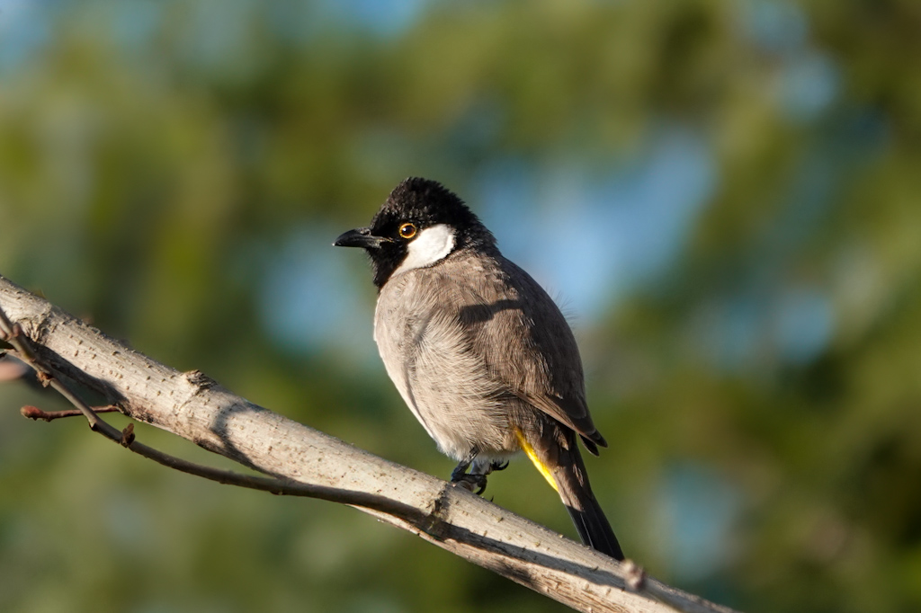 White-eared Bulbul