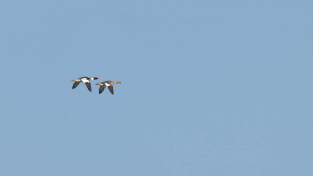 Tarakdiş