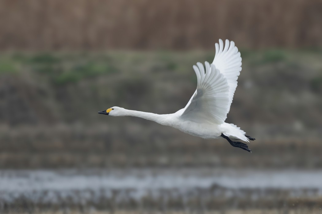 Tundra Swan