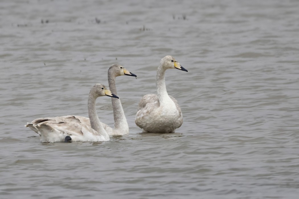 Whooper Swan