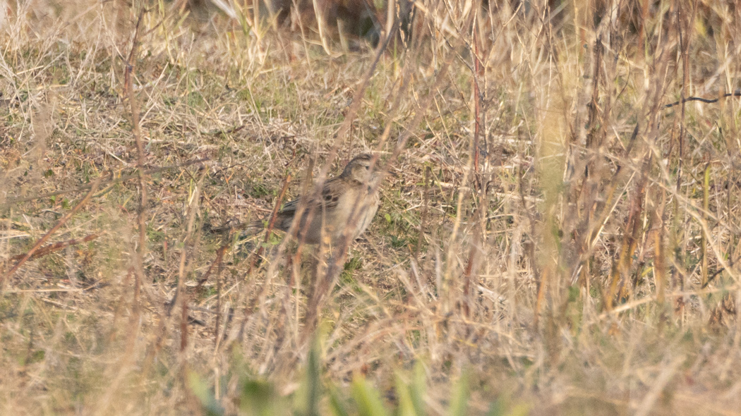 Blyth`s Pipit