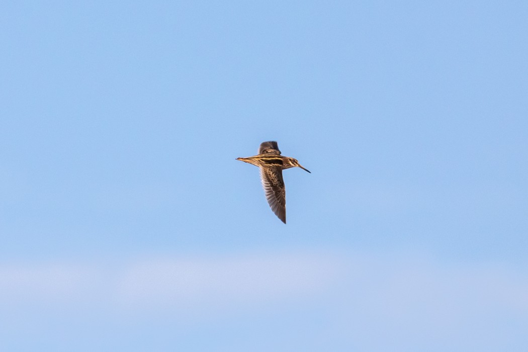Jack Snipe