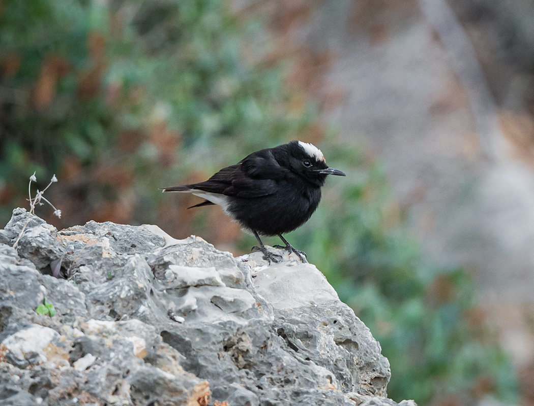 White-crowned Wheatear
