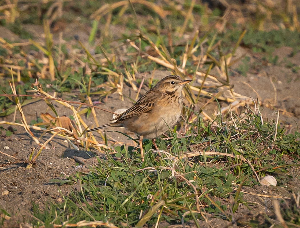 Blyth`s Pipit