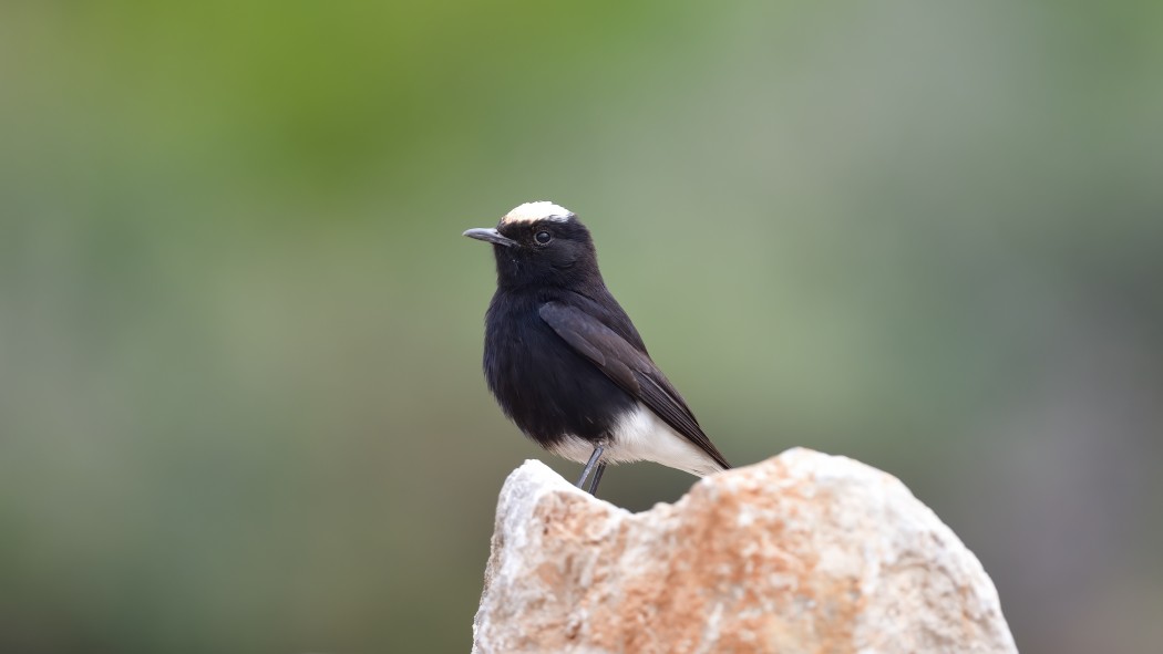 White-crowned Wheatear