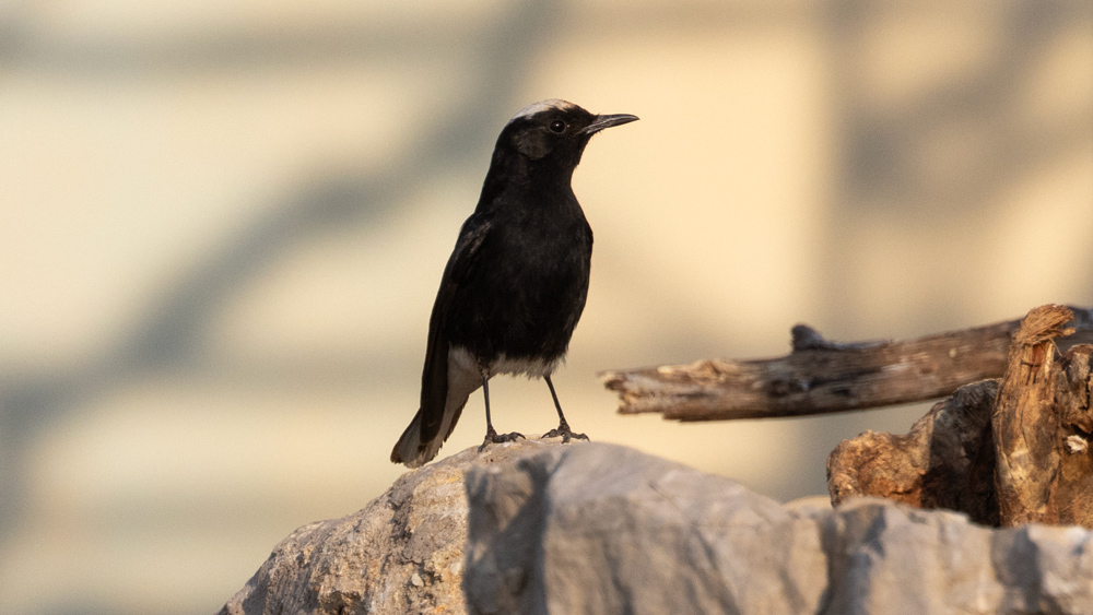White-crowned Wheatear