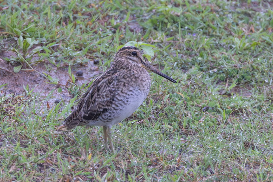 Pin-tailed Snipe